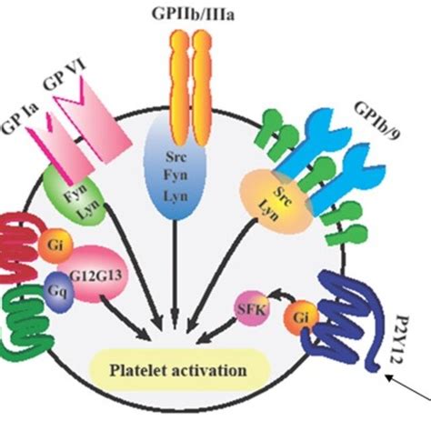 zavb|Platelet specific alloantigens on the platelet glycoprotein Ia/IIa ...